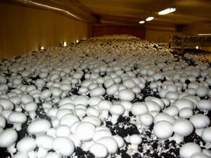 Мицелий шампиньонов грибов