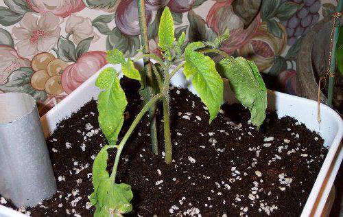 Минусинские помидоры выращивание 
