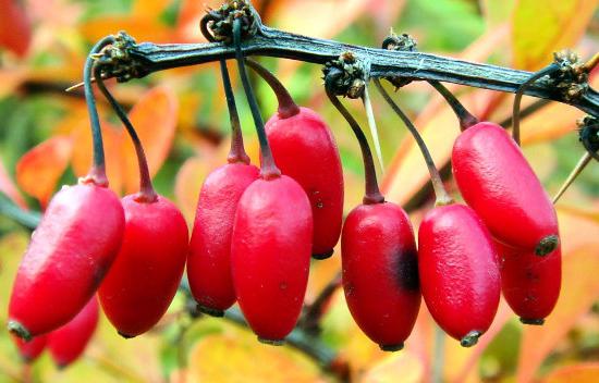 Барбарис ягоды полезные свойства