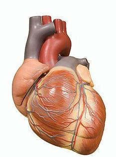 Блокада левого желудочка сердца что это такое