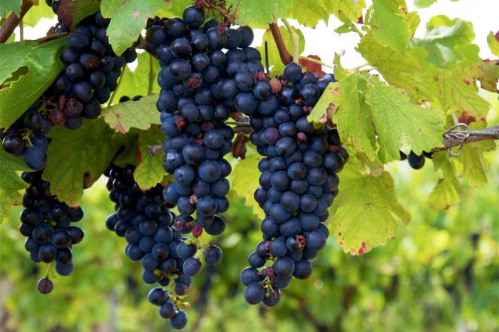 виноград изабелла полезные свойства