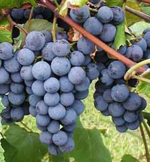 виноград изабелла польза и полезные свойства винограда