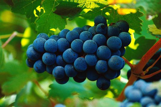  виноград изабелла полезен или вреден этот сорт