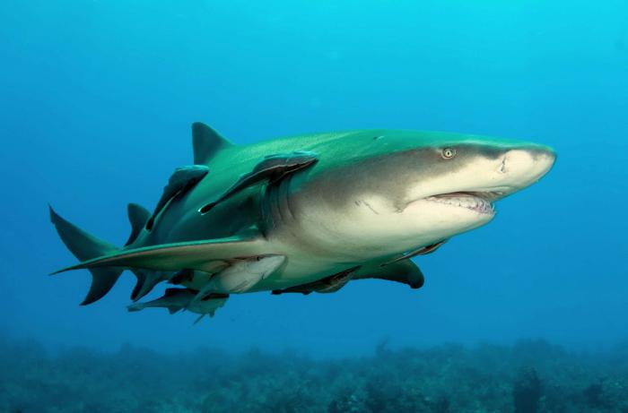 лимонная акула желтокожая зубастая хищница