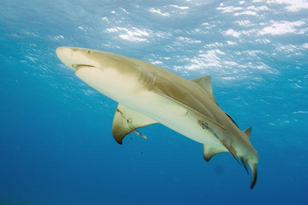 лимонная акула желтокожая зубастая хищница