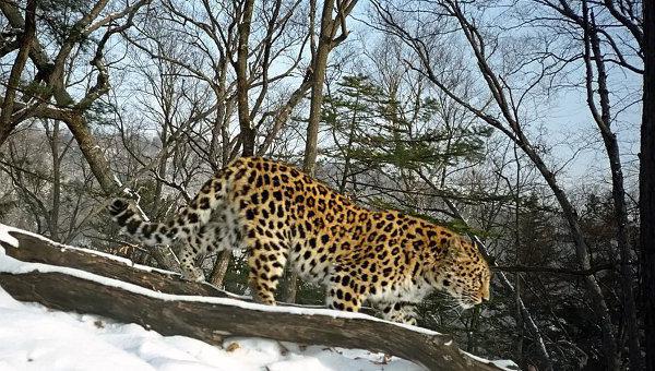 дальневосточный амурский леопард фото
