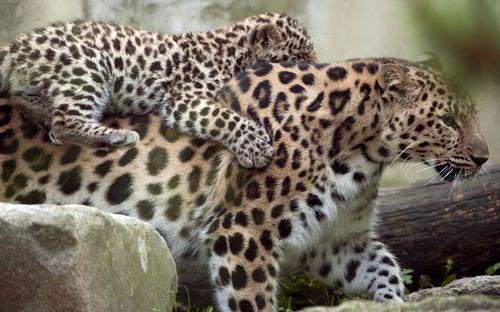 дальневосточный амурский леопард фото