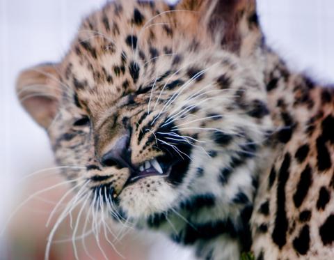 амурский леопард фото