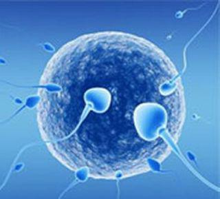 сколько нужно спермы для оплодотворения