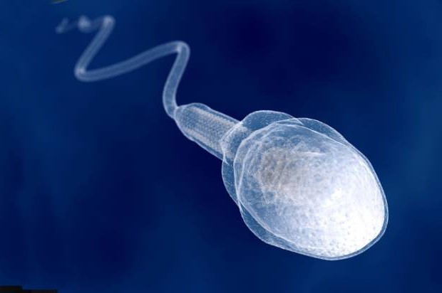 сперматозоид и яйцеклетка 