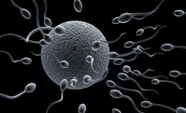 сперматозоиды живут