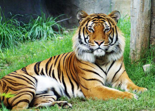 малайский тигр описание