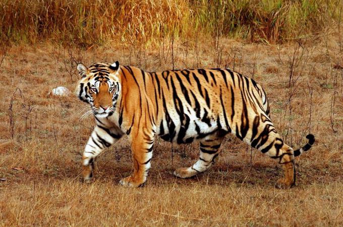 малайский тигр фото