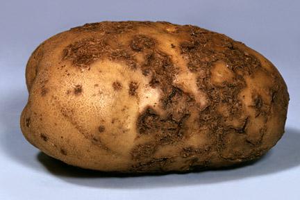 болезнь картофеля паршп