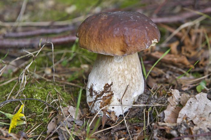 белые грибы в ленинградской области