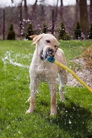 собака очень много пьет воды причина