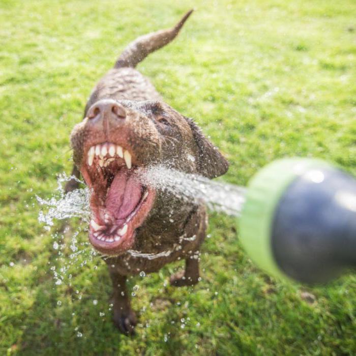 собака пьет много воды причина