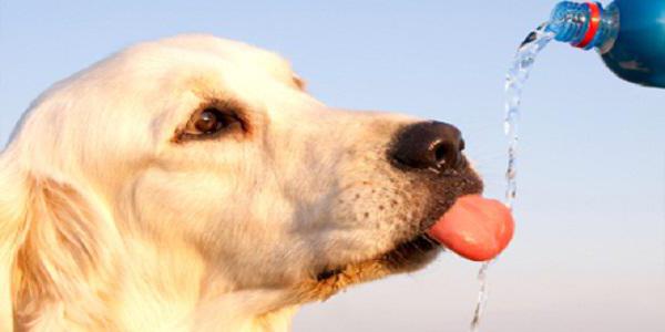 почему собака пьет много воды 