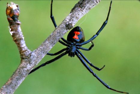 тропический паукообразный хищник