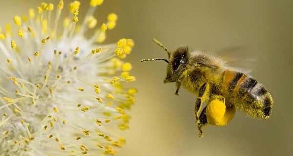 рабочие пчелы пчеловодство для начинающих