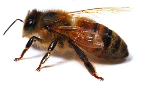 состав пчелиной семьи и ее особенности