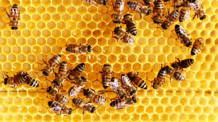 толкование термина пчелы рабочие