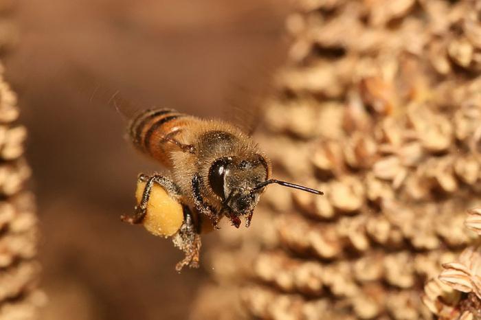 рабочие пчелы являются кем