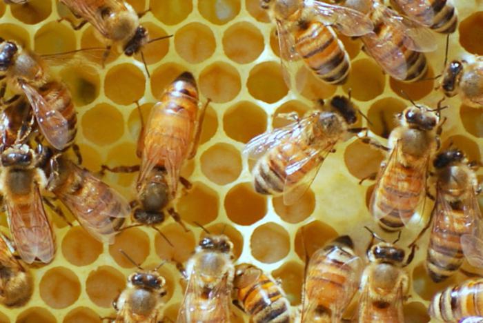 рабочие пчелы являются самками