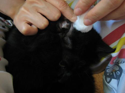 отодектоз у кошек лечение 