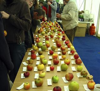 день яблока в великобритании