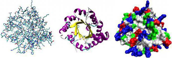 функция белков ферментов в организме 