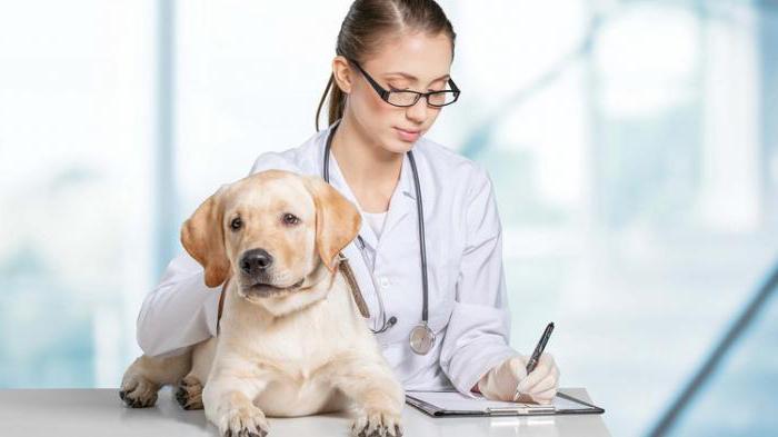 преднизолон таблетки для собак