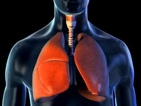 значение и строение органов дыхания