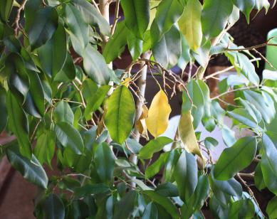 Фикус (листья желтеют и опадают)