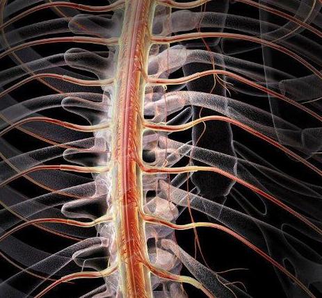 Органы нервной системы