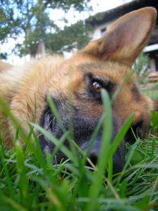 зачем собаки едят траву