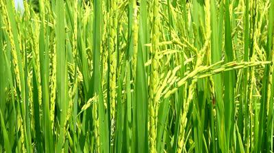 рисовое поле фото 