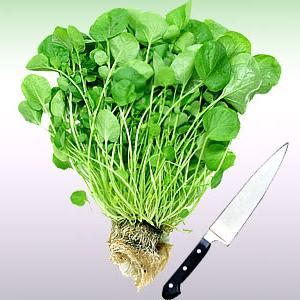 кресс салат полезные свойства