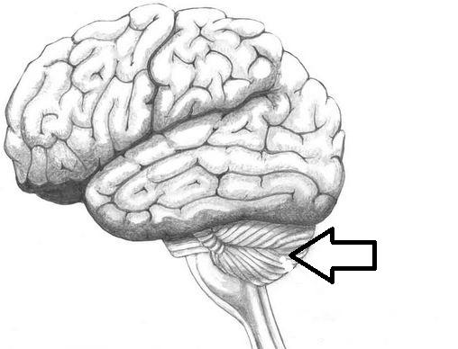 мозжечок головного мозга