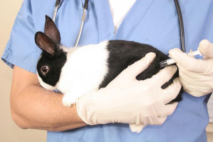 Вакцина против миксоматоза кроликов