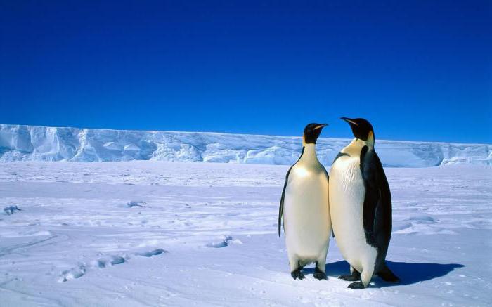 Антарктида население