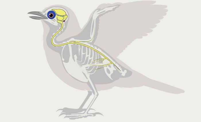  органы нервной системы птиц