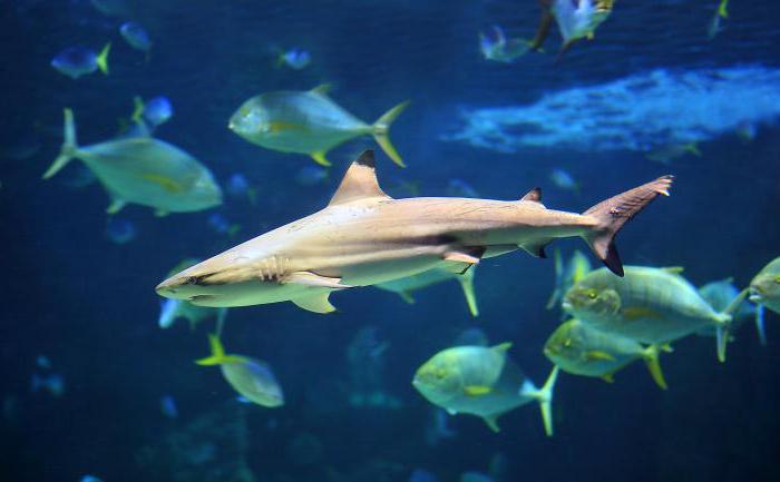 черноперая акула carcharhinus limbatus