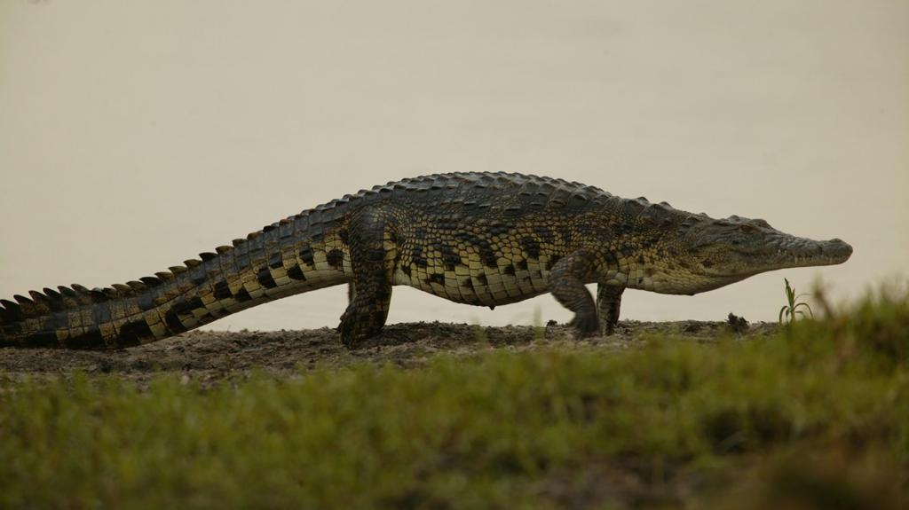 идущий крокодил