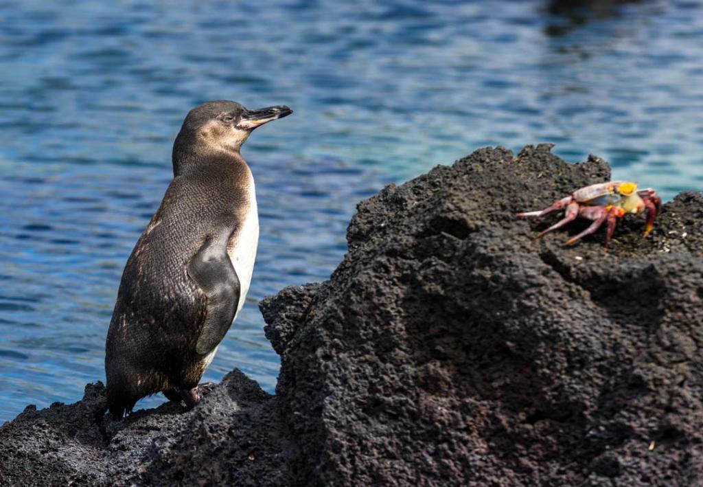 галапагосские пингвины
