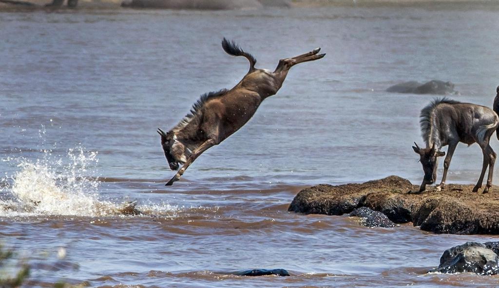 Антилопы гну в воде