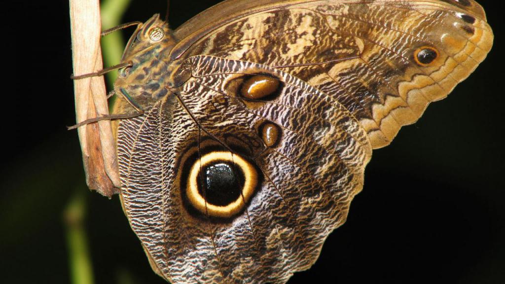 мимикрия бабочек