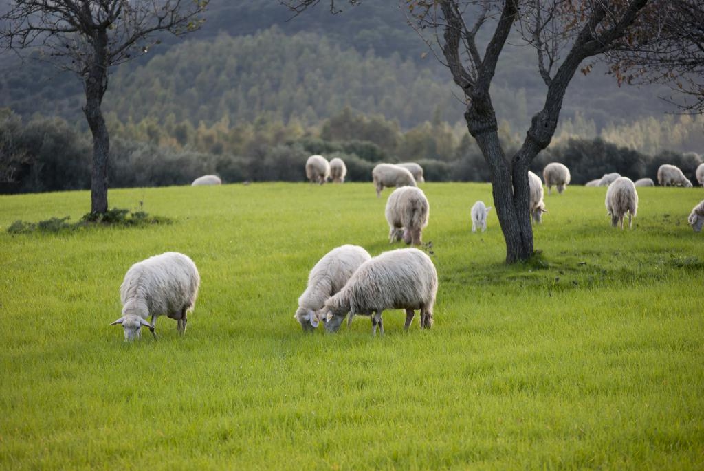 овцы на пастбище