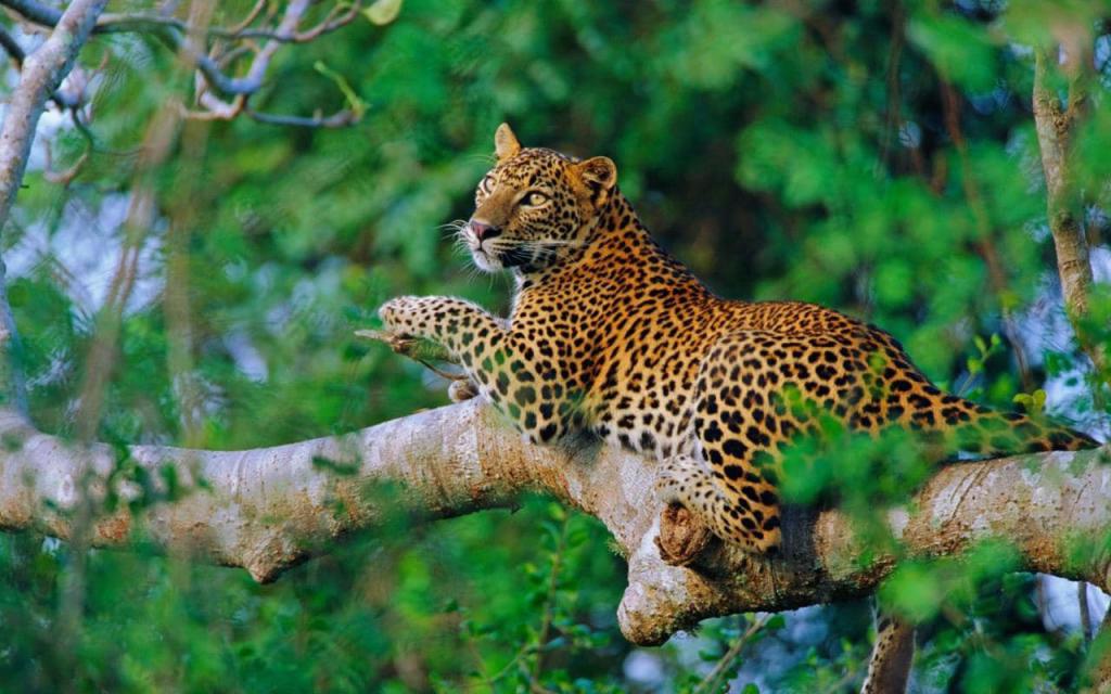 леопард не дереве