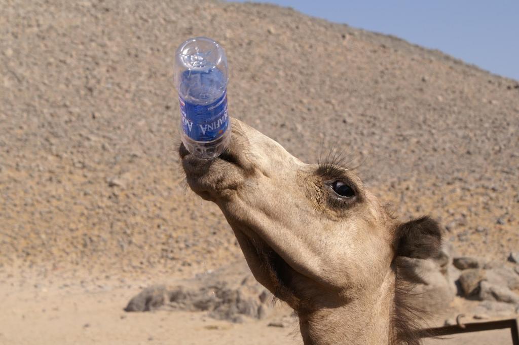 сколько верблюд может без воды